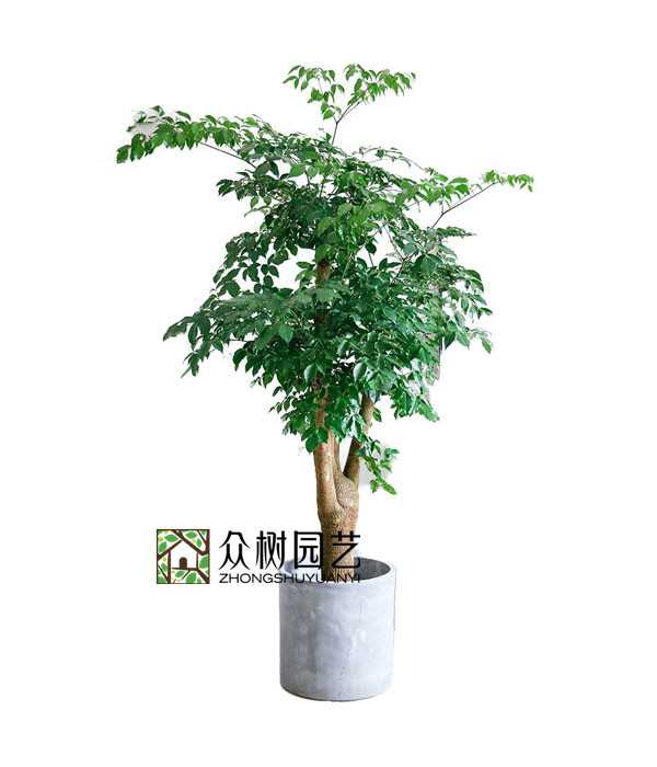 幸福樹