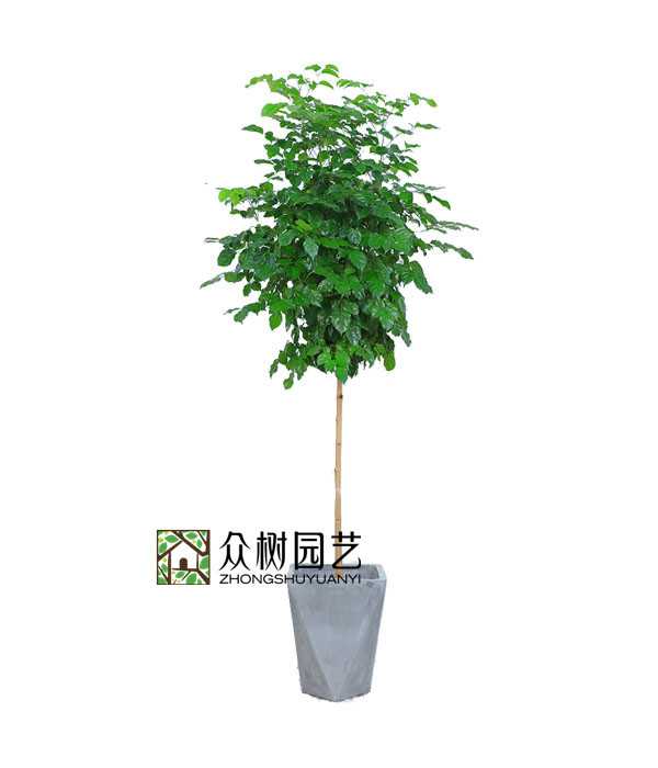 棒棒糖綠寶樹