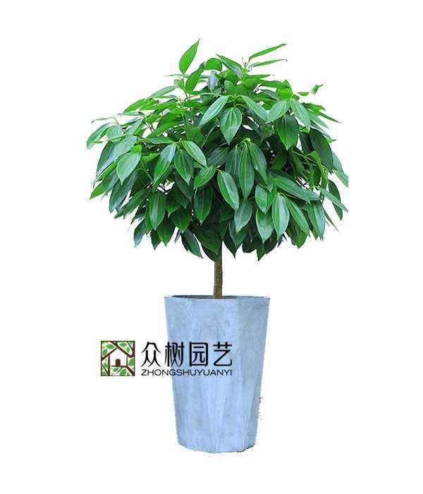 平安樹(shù)