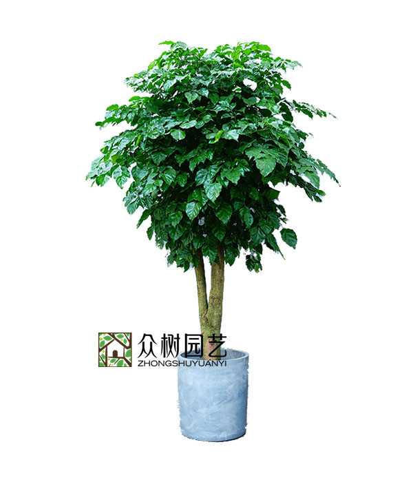 單桿幸福樹(shù)