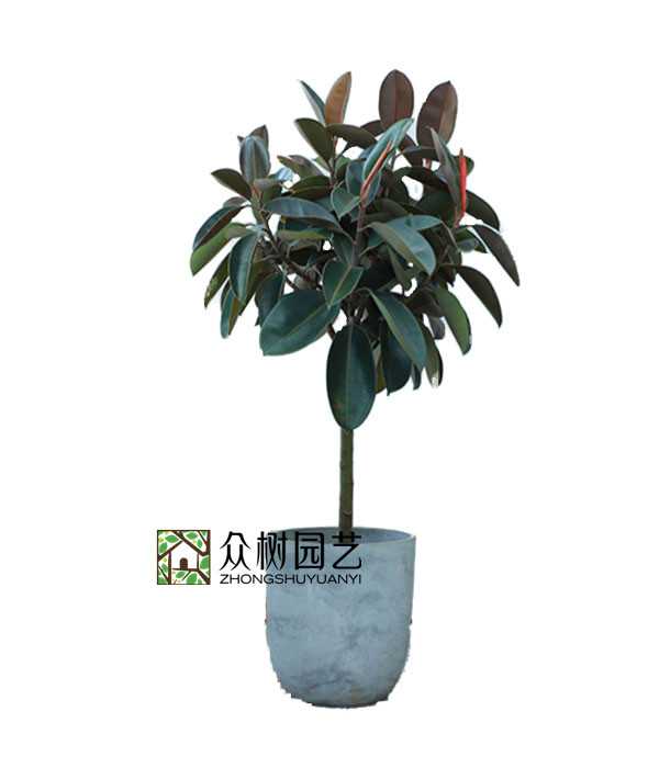 橡皮樹(shù)