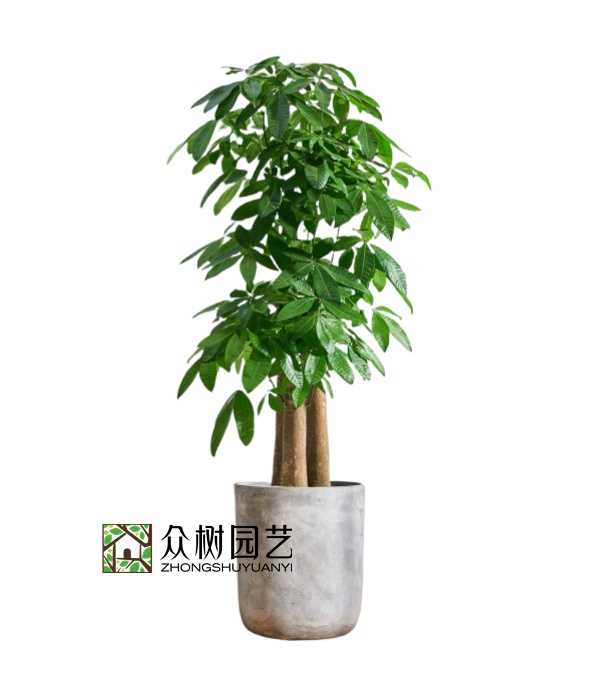 步步高發財樹