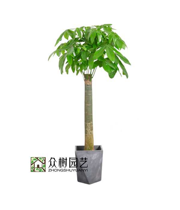 單桿發(fā)財(cái)樹(shù)