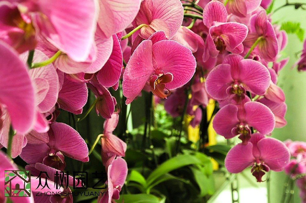 揭秘花卉市場價格：蘇州花卉綠植租擺多少錢？