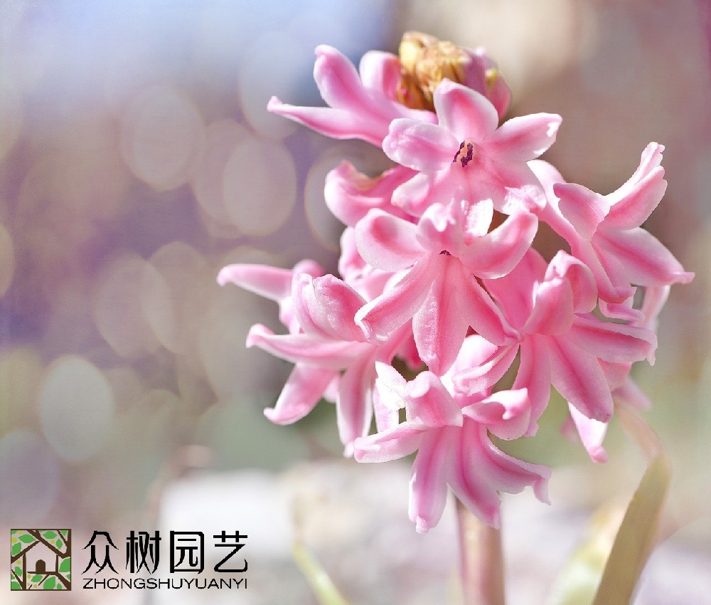 蘇州綠植花卉租擺：從環保美學角度看空間革新的魅力